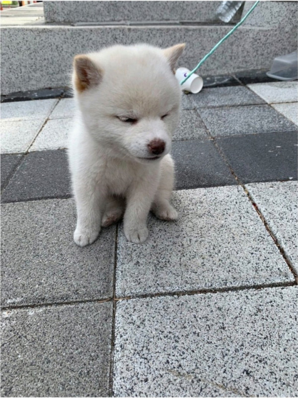 길 잃어버린 어린 강아지