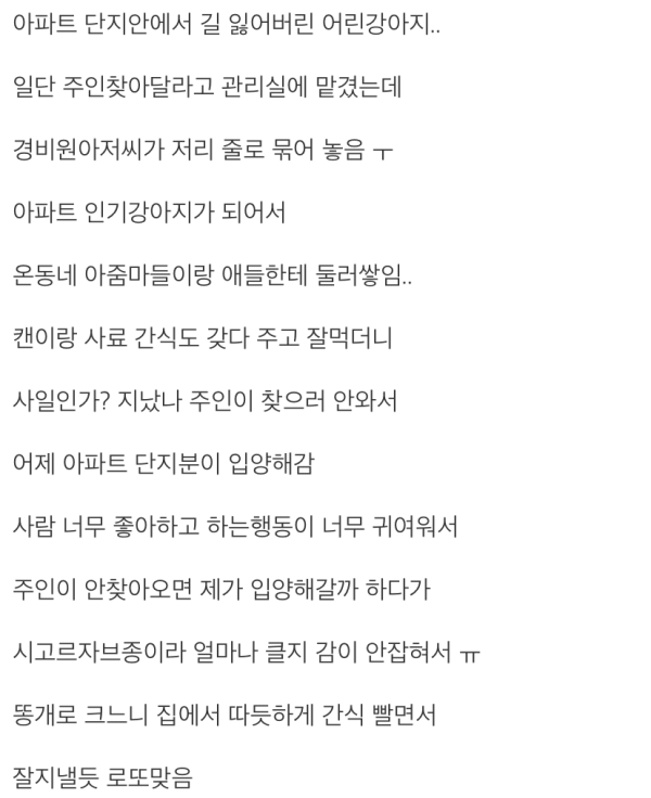 길 잃어버린 어린 강아지