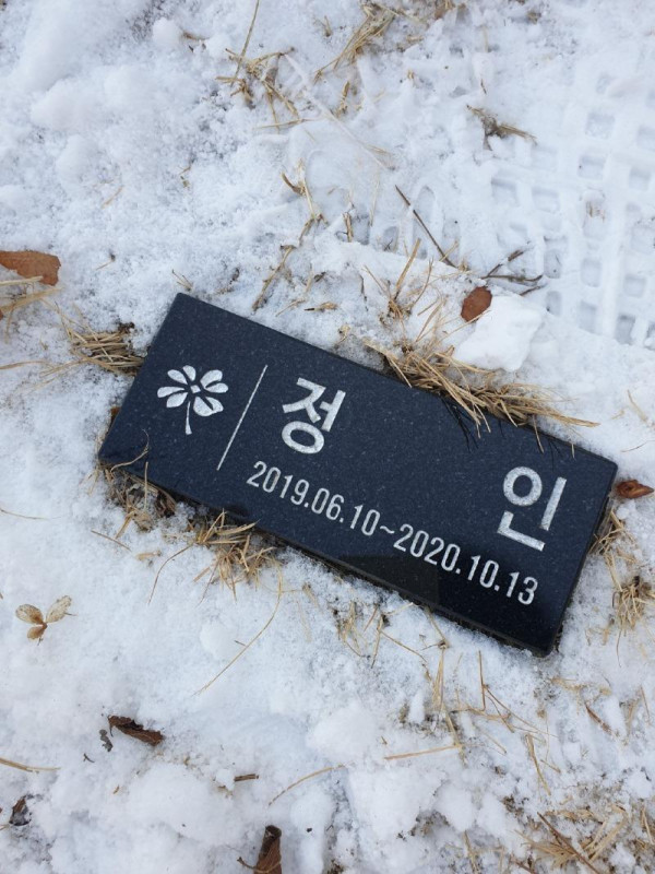 누군가가 만들어준 정인이의 수목장
