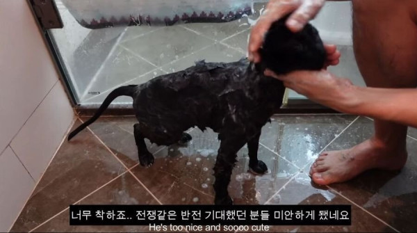 낚시터에서 유기된 고양이를 기르게된 박수홍 근황