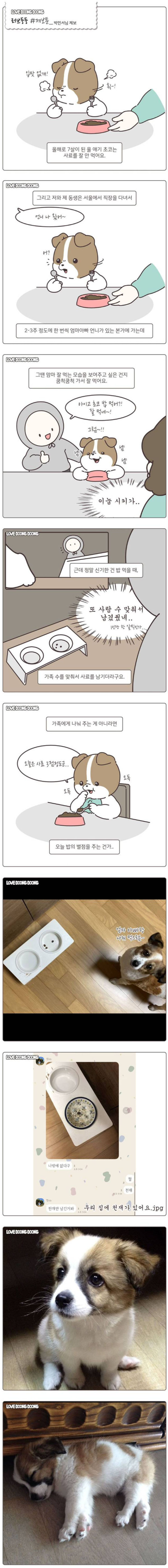 사료를 계속 남기는 댕댕이.만화