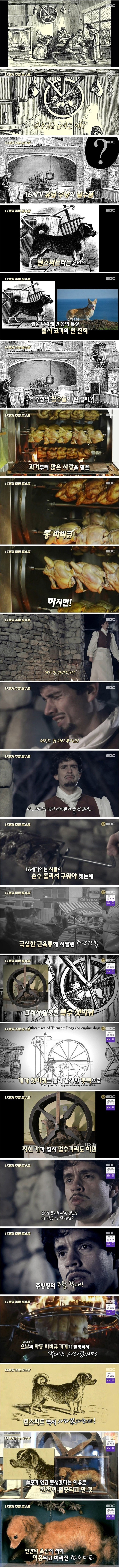 인간욕심 때문에 멸종 되버린 견종