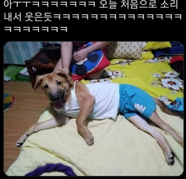 멍멍이한테 사람옷 입혀봄