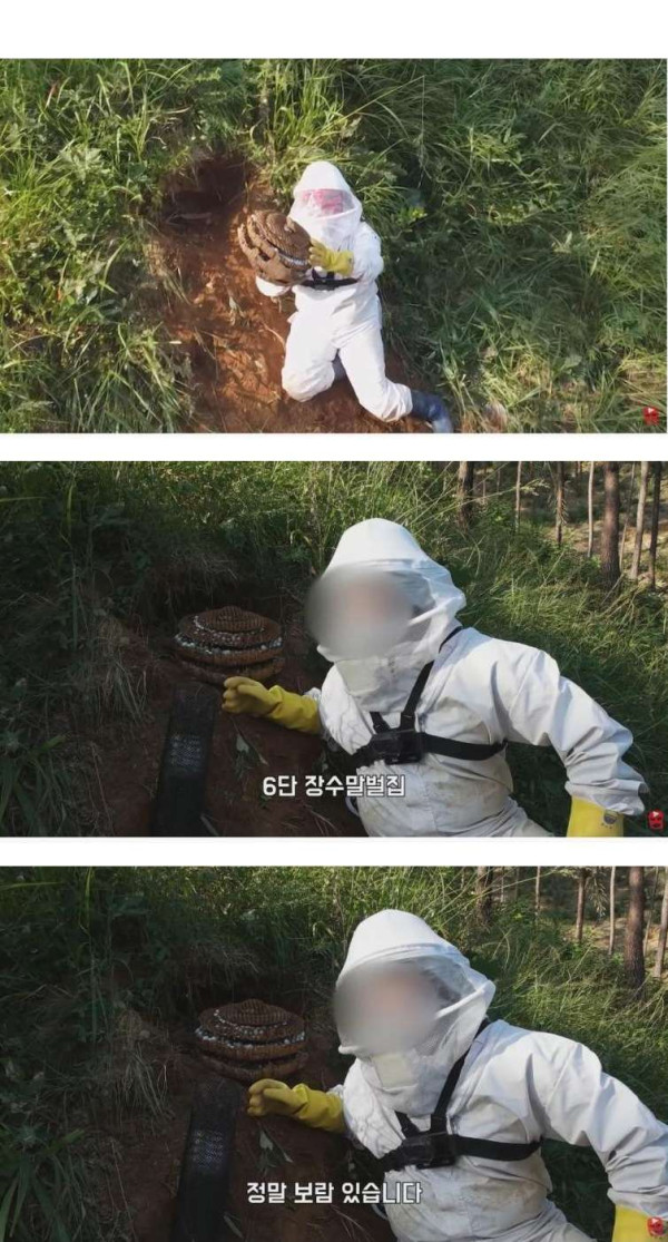 장수말벌에 쏘인 상처