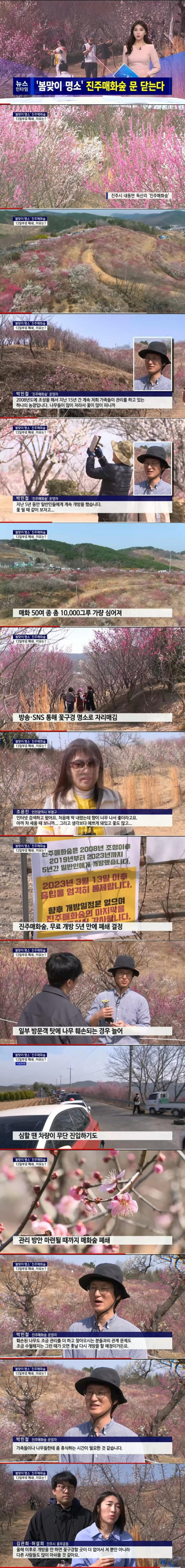 무료로 시민들에게 개방했던 진주 매화숲 근황
