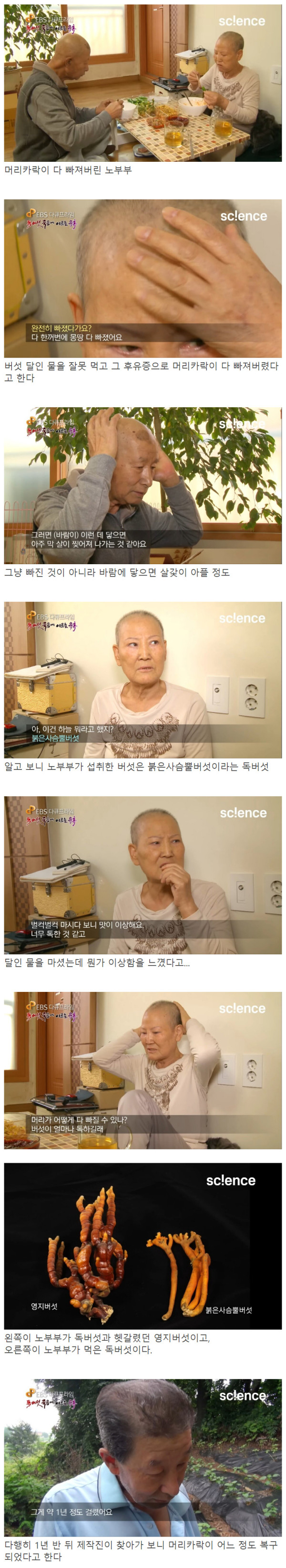 야생 버섯을 함부로 먹으면 안되는 이유