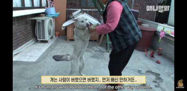 개는 배신 안 해