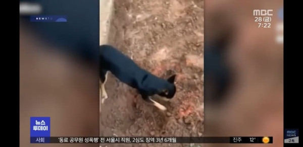 개는 배신 안 해