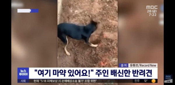 개는 배신 안 해