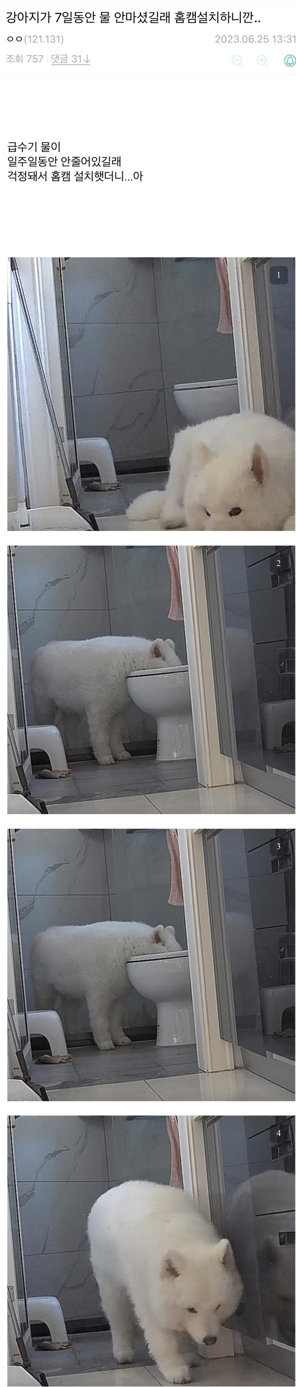 강아지가 물을 안먹어서 걱정된 디씨인