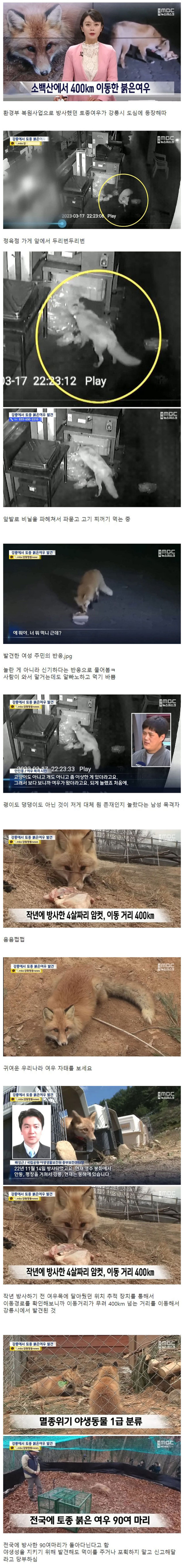 도심속에서 발견된 대한민국 토종 여우