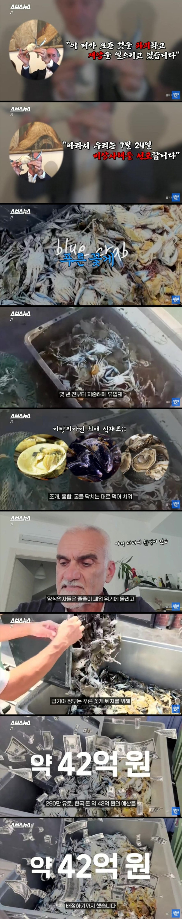 이탈리아에서 꽃게를 죽이는 이유