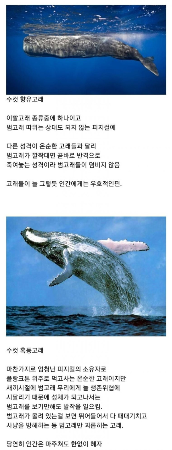 범고래 담당 일진