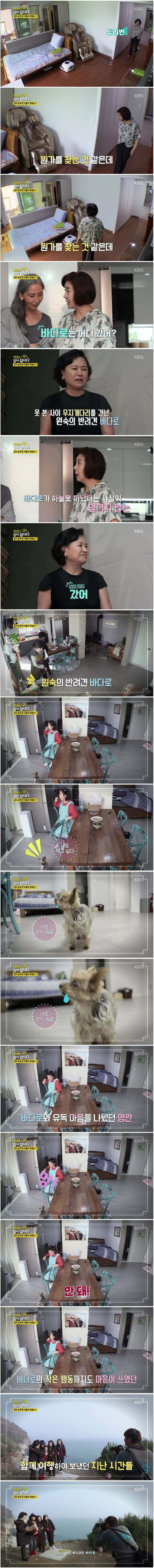 더이상 반려견을 키우지 않겠다는 배우 박원숙