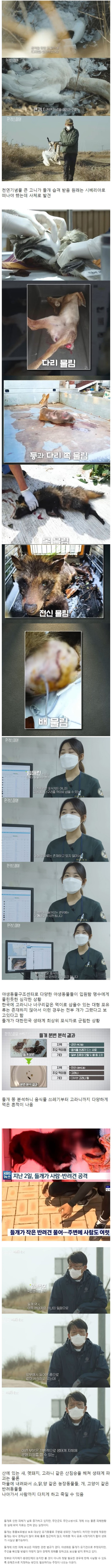 사람까지 공격하는 들개의 심각성