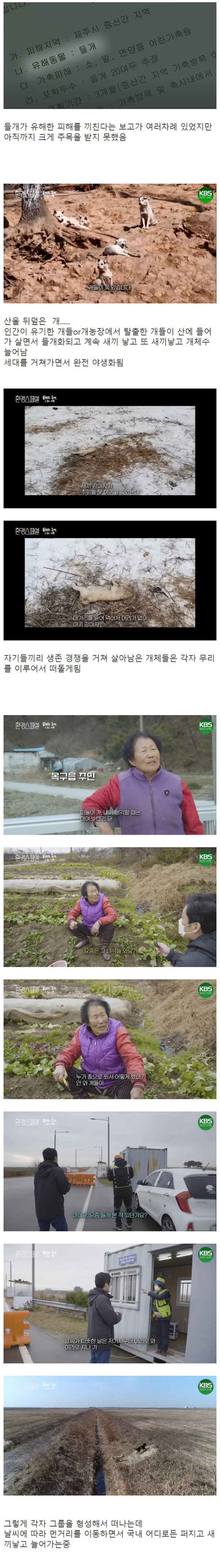 사람까지 공격하는 들개의 심각성