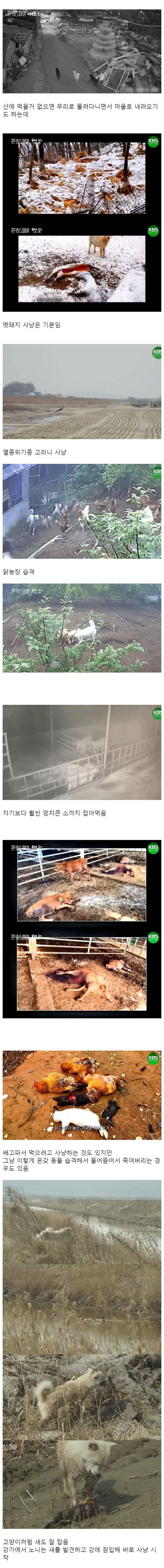 사람까지 공격하는 들개의 심각성