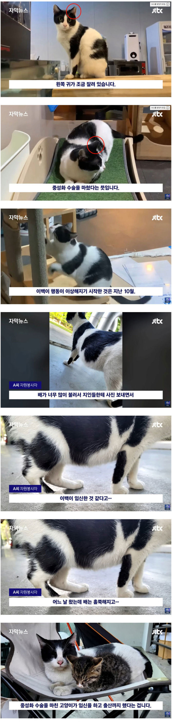 들고양이 중성화 근황
