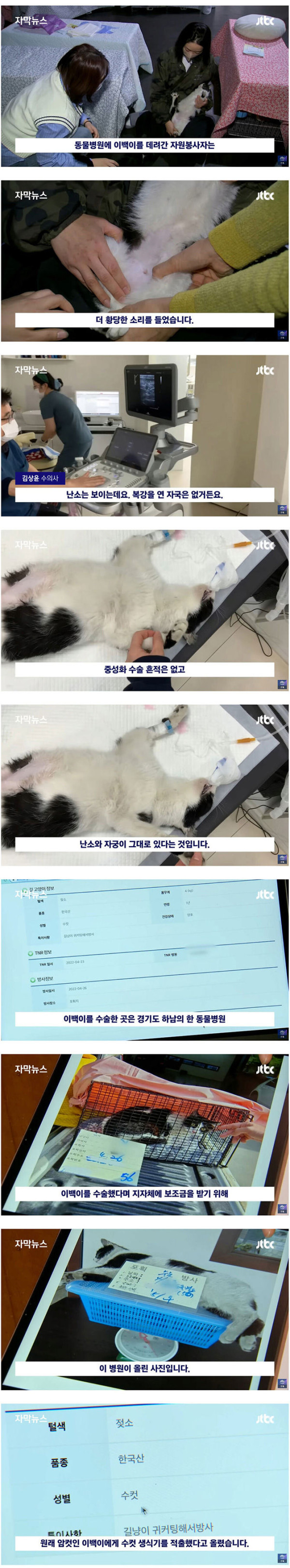 들고양이 중성화 근황
