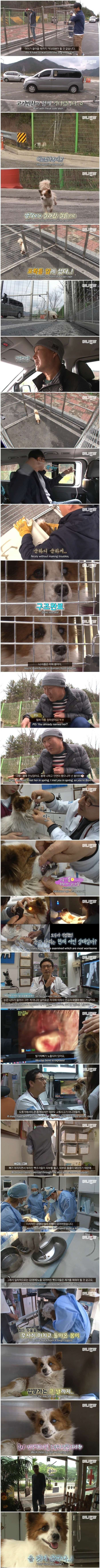 고속도로 쉼터에 버려진 유기견