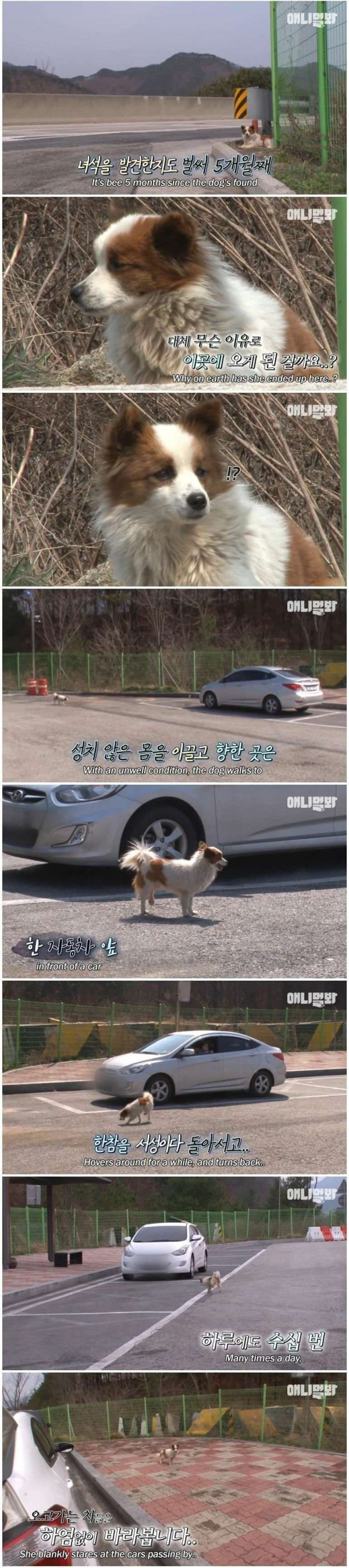 고속도로 쉼터에 버려진 유기견