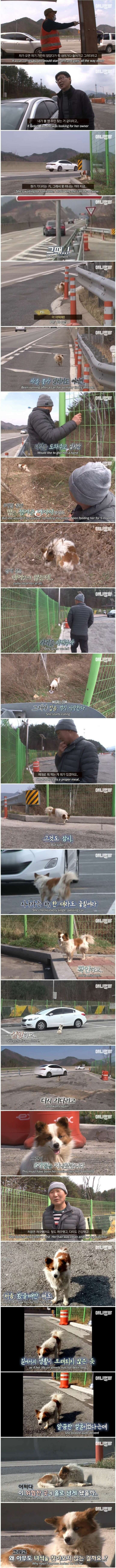 고속도로 쉼터에 버려진 유기견