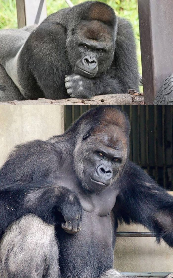 의외로 인간을 죽인 사례가 없는 동물