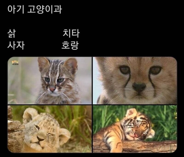 고양이과 동물 아기시절