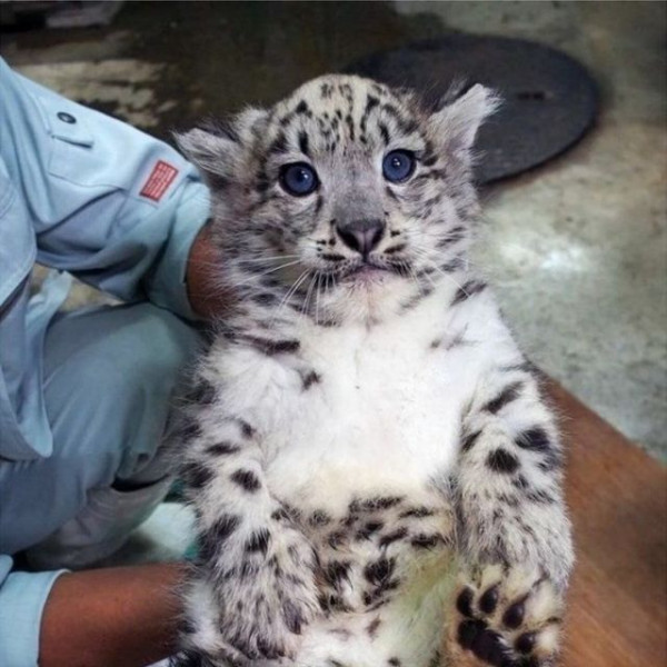 고양이과 동물 아기시절