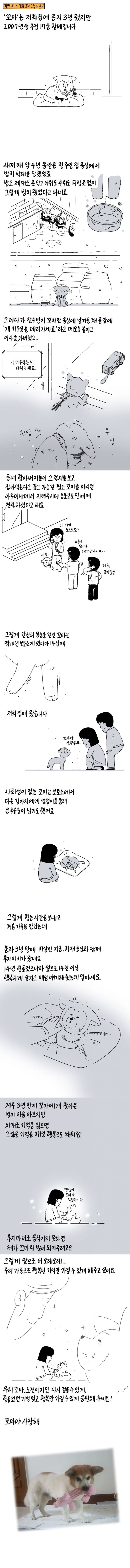 참 주인을 만난 버려진 개