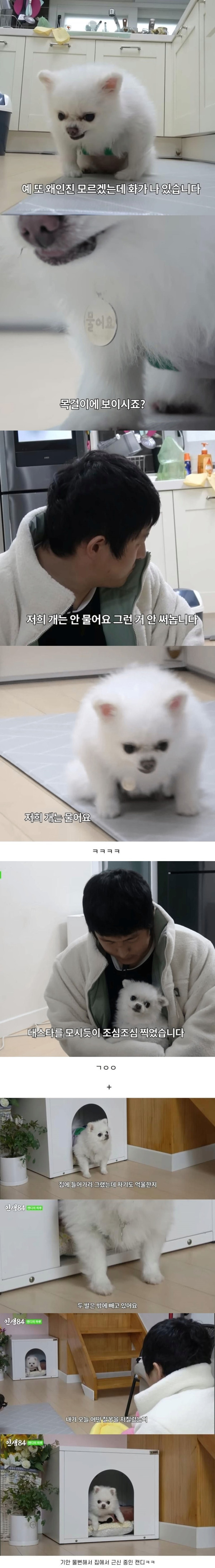 기안84 본가에 있는 포메라니안