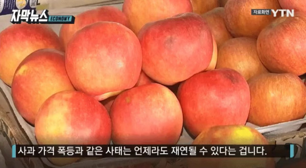 비싸진 사과 가격의 비밀