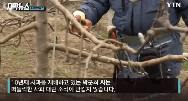 비싸진 사과 가격의 비밀