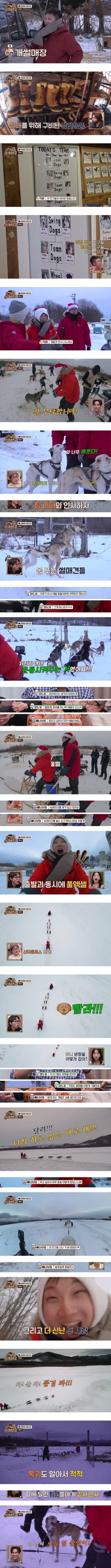 개썰매장 개들한테 미안해하지 않아도 되는 이유
