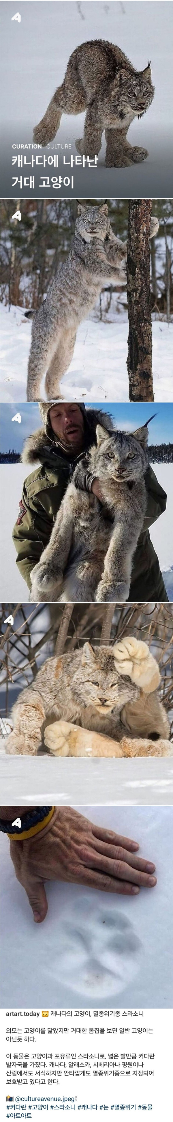 캐나다에 나타난 멸종위기종 고양이