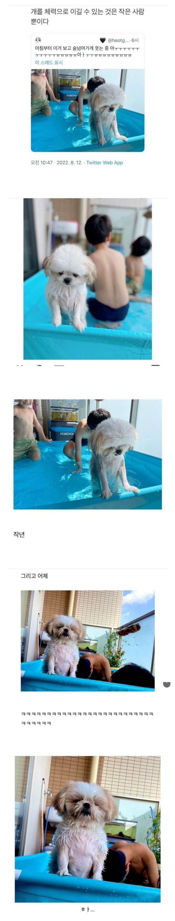 체력 싸움에서 졌던 강아지 근황