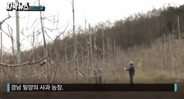 비싸진 사과 가격의 비밀