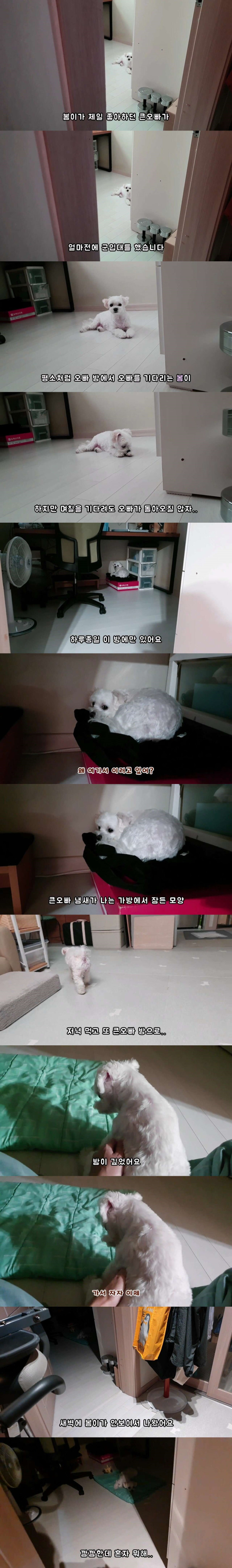 군대간 오빠만 하루종일 기다리던 멍멍이 최신 근황