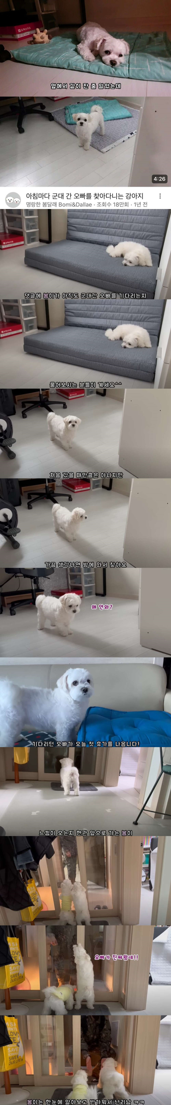 군대간 오빠만 하루종일 기다리던 멍멍이 최신 근황