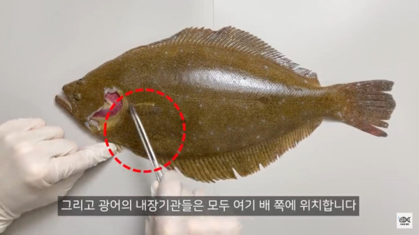 광어가 존재하는 이유