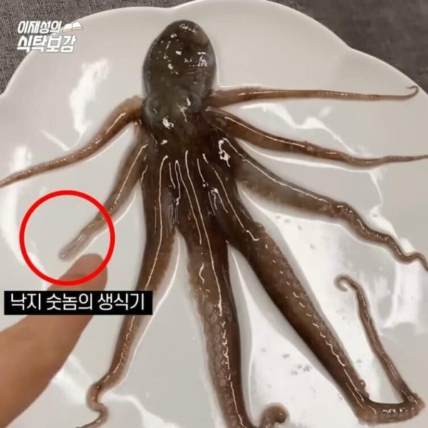 충격적인 낙지의  비밀