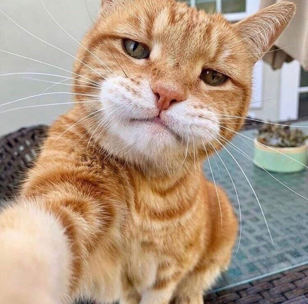 아재들 셀카 찍을때 특징