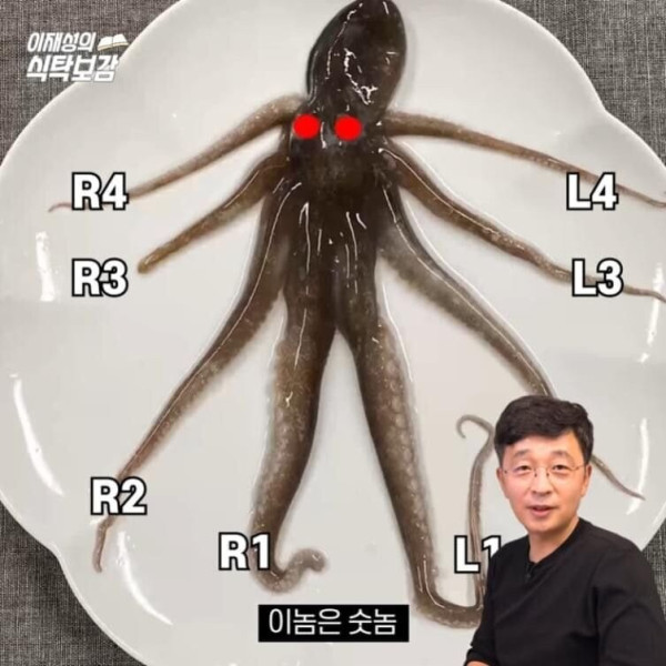 충격적인 낙지의  비밀