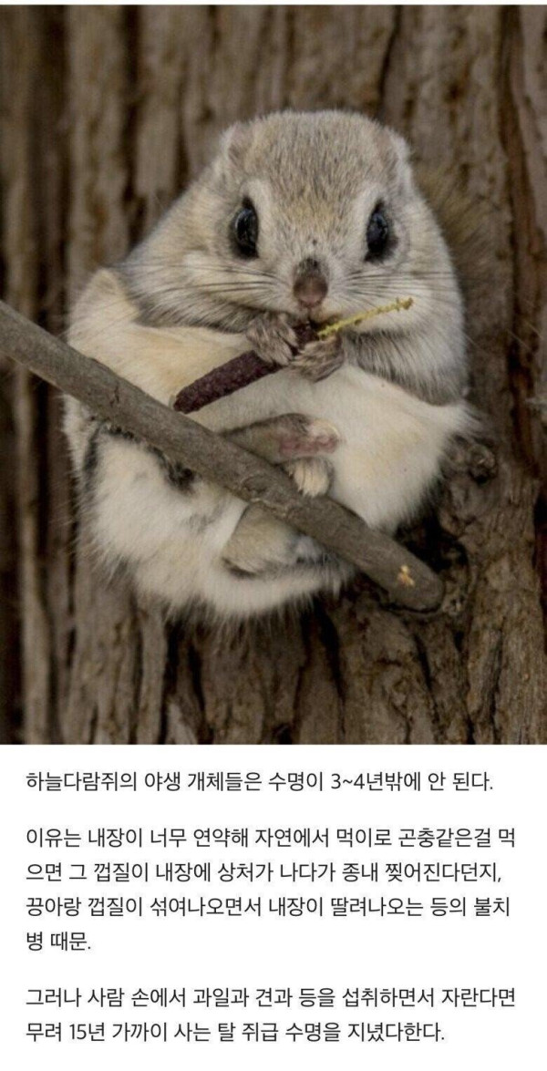 사람이 키워야 오래사는 동물