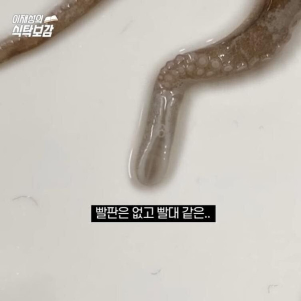 충격적인 낙지의  비밀