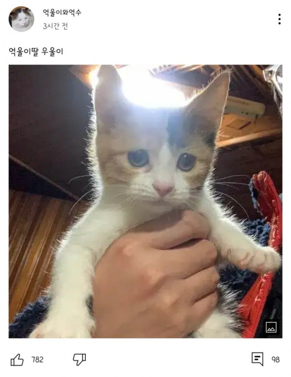 너무 억울하게 생긴 고양이 억울이 근황