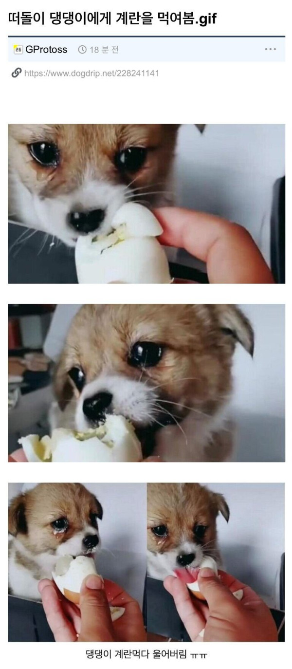 계란을 먹은 떠돌이 강아지의 반응