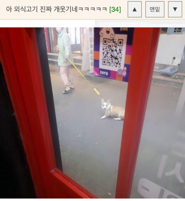 한 고집하는 웰시코기