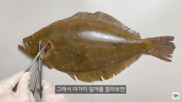 광어가 존재하는 이유