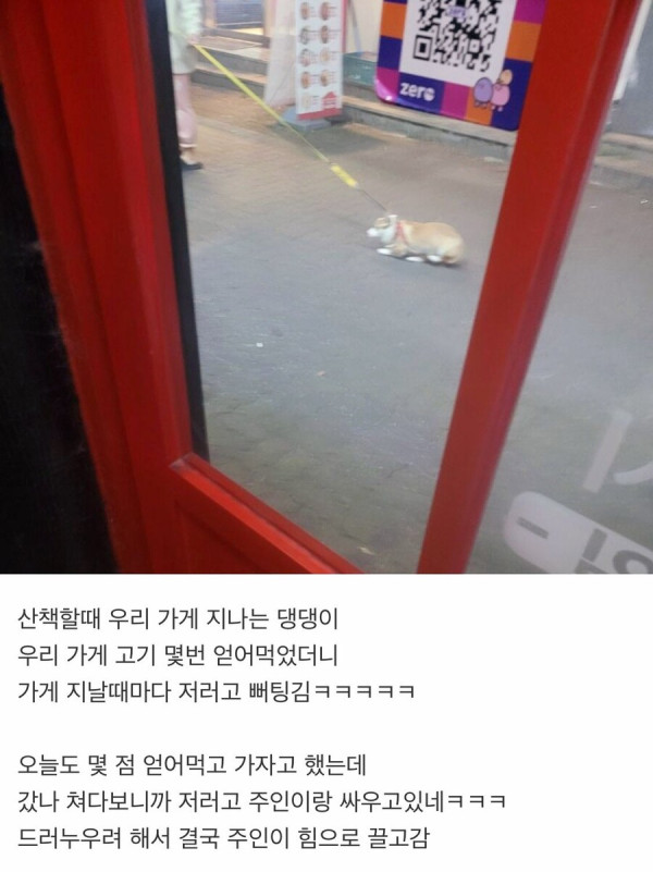 한 고집하는 웰시코기